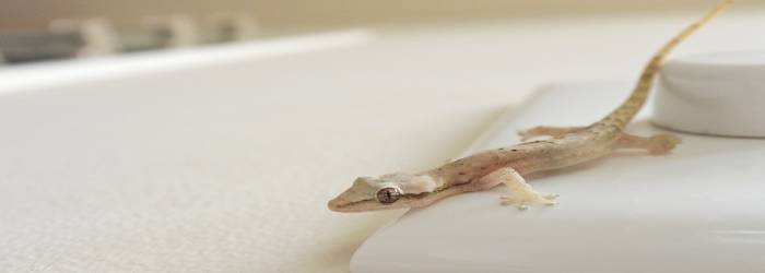 Lizard Pest Control Services