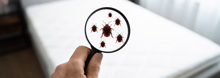 Bed Bugs Pest Control