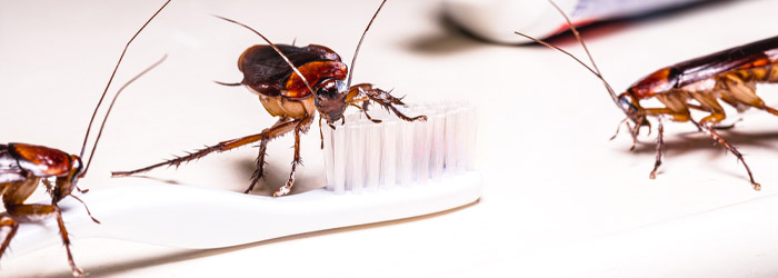 Cockroach Pest Control