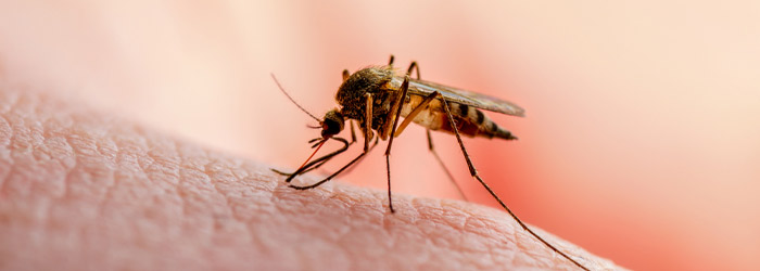 Mosquitoes Pest Control