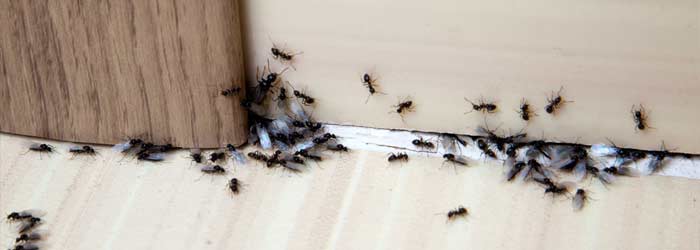 Ants Pest Control